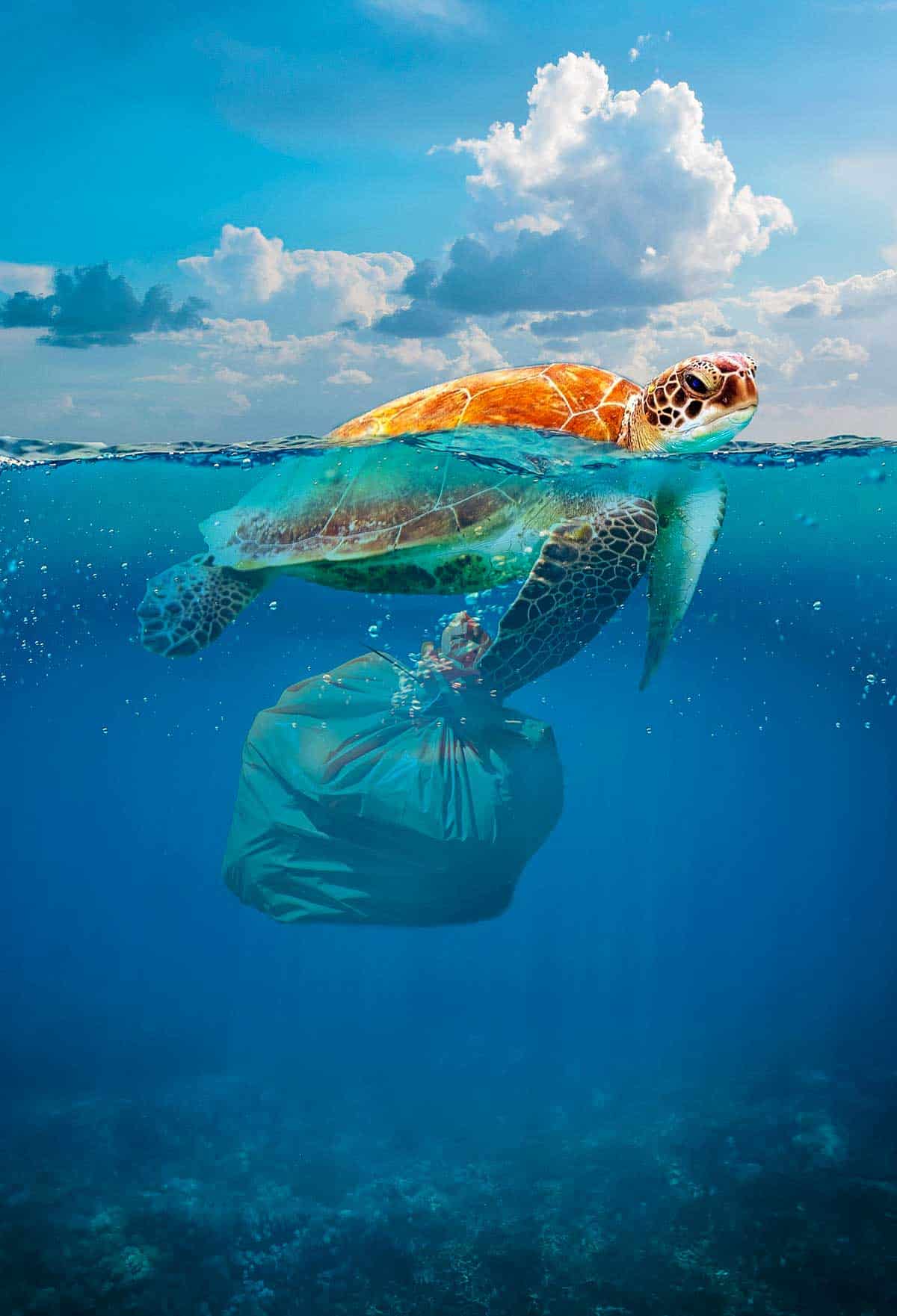 OCEAN PLASTICS: THE ECOLOGICAL DISASTER OF OUR TIME