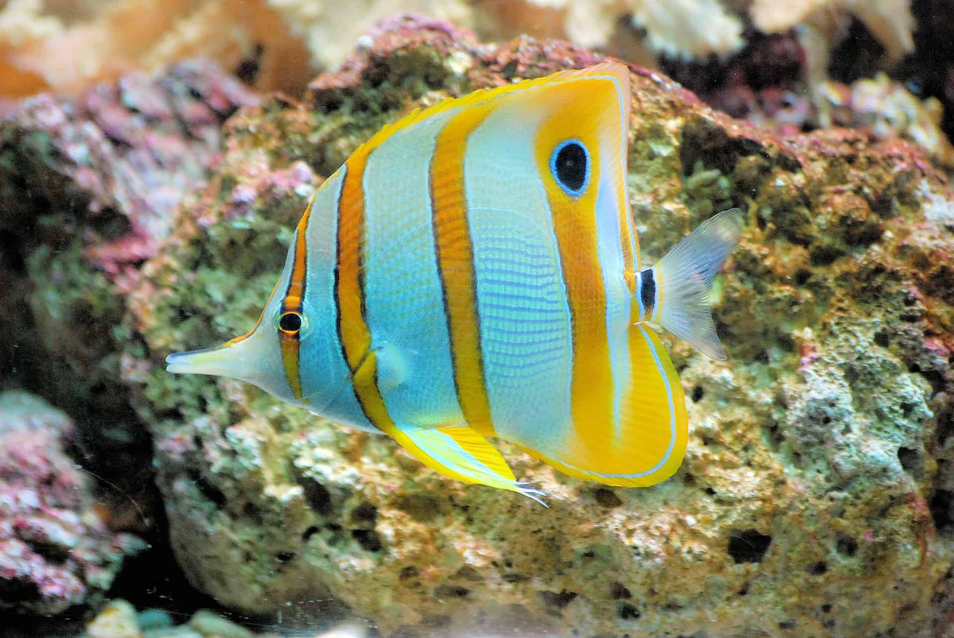 kauai reef fish