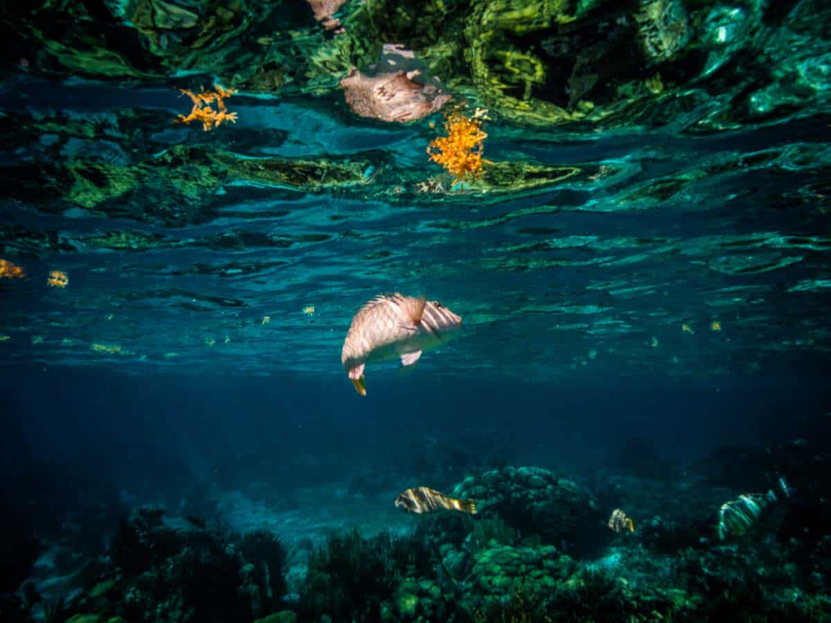 best snorkeling belize has to offer