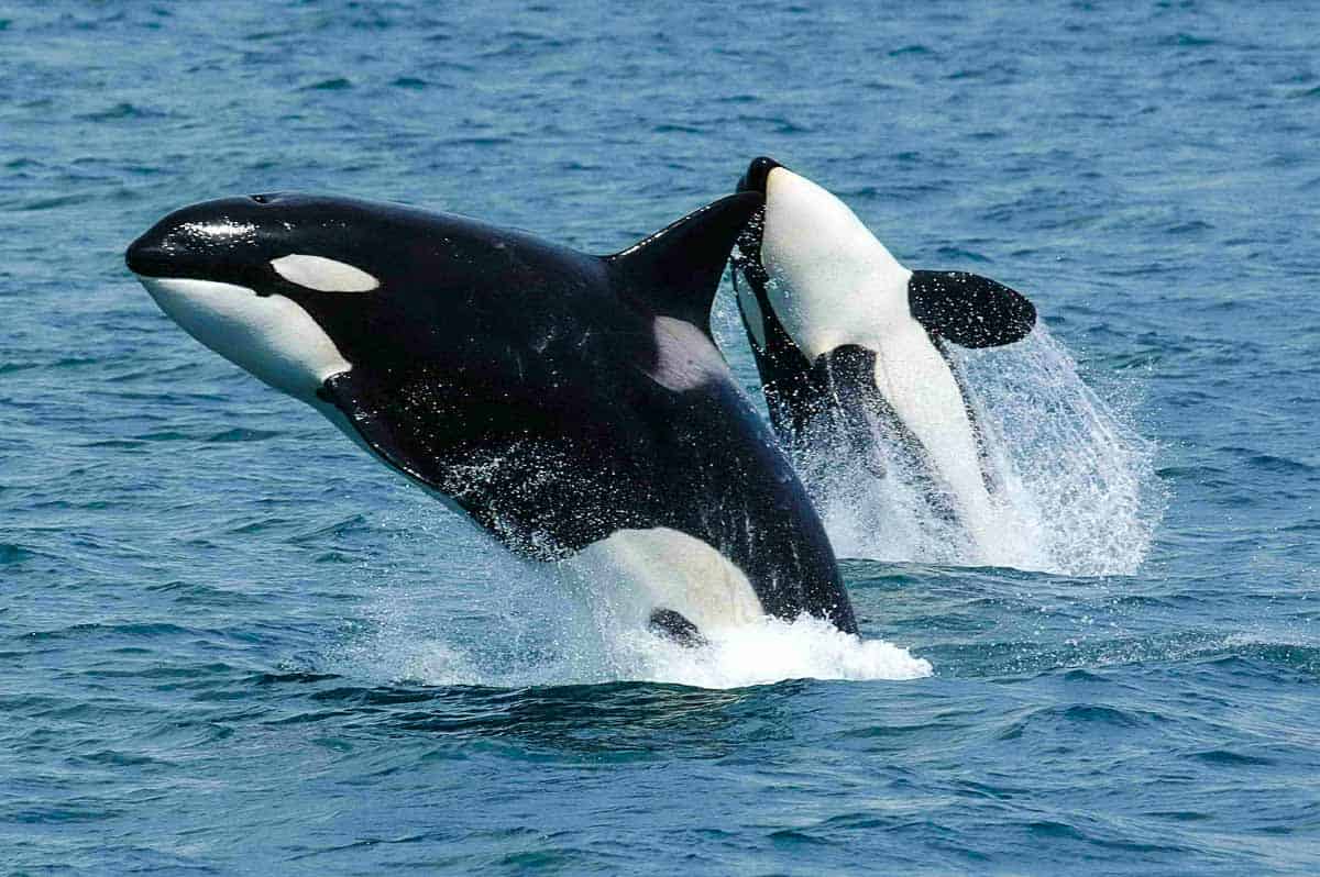 WHY ARE KILLER WHALES PURPOSEFULLY MUTILATING GREAT WHITE SHARKS?