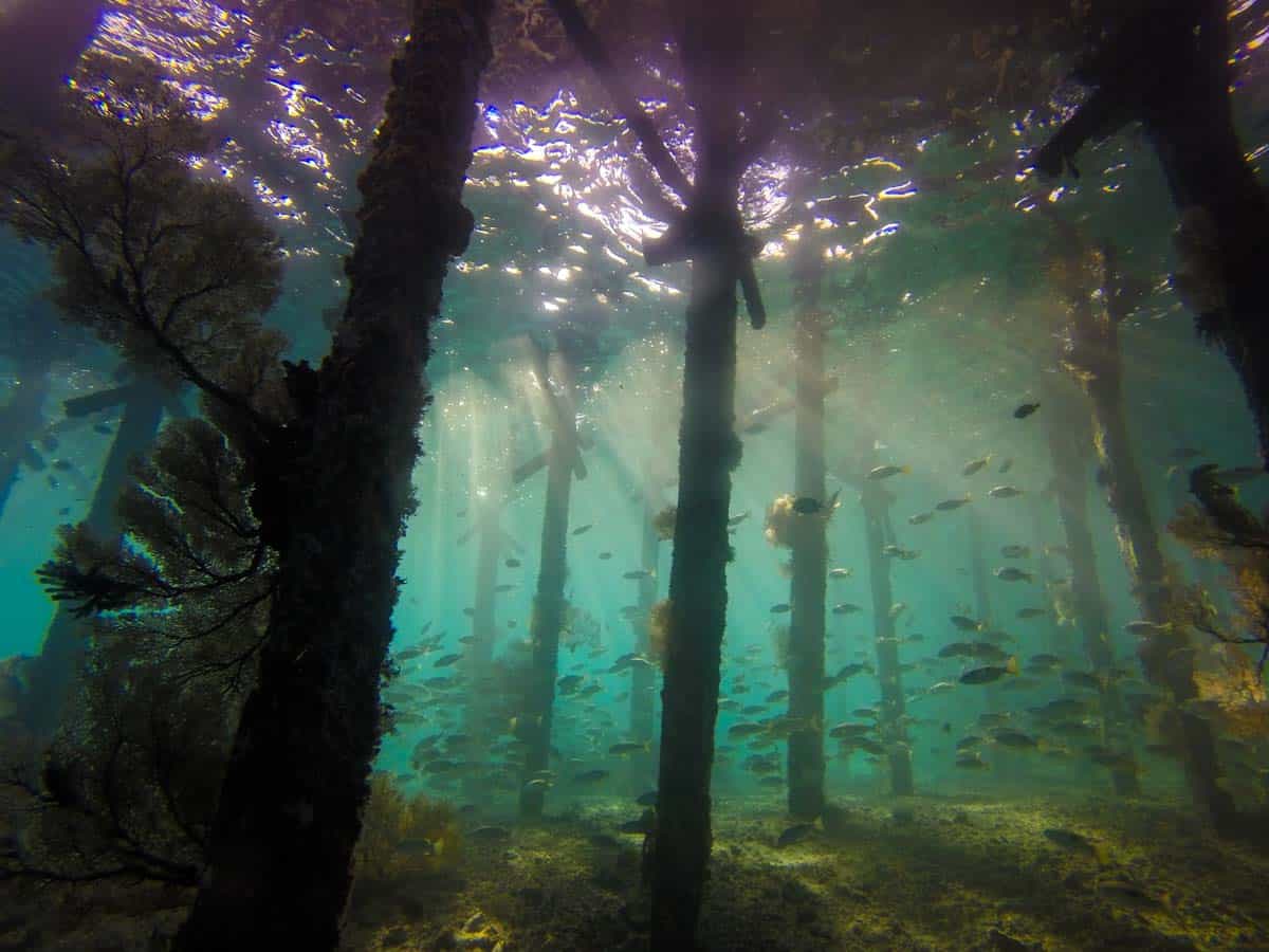 How much does it cost to go snorkeling in Islamorada, Florida Keys?