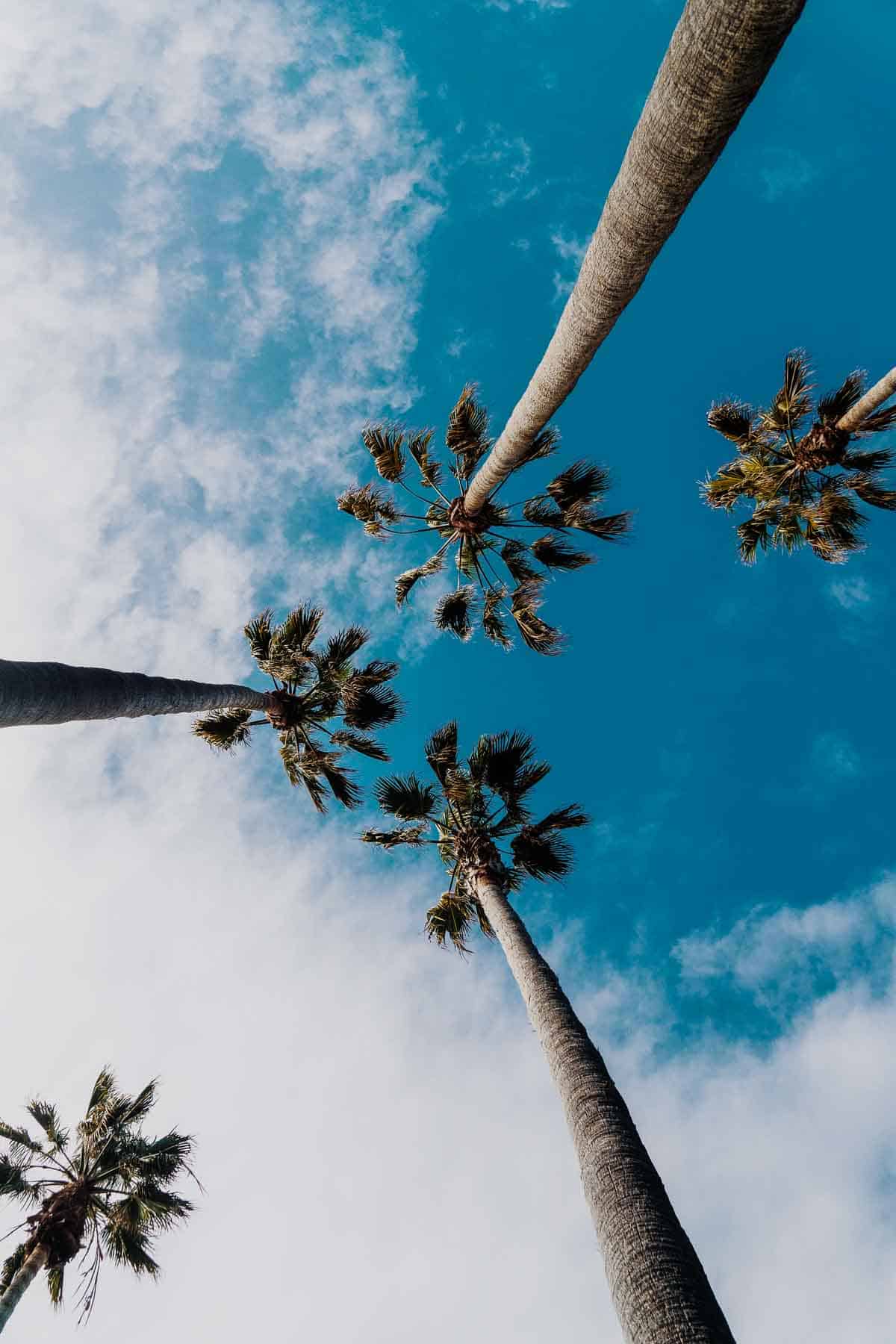 beach trees in miami