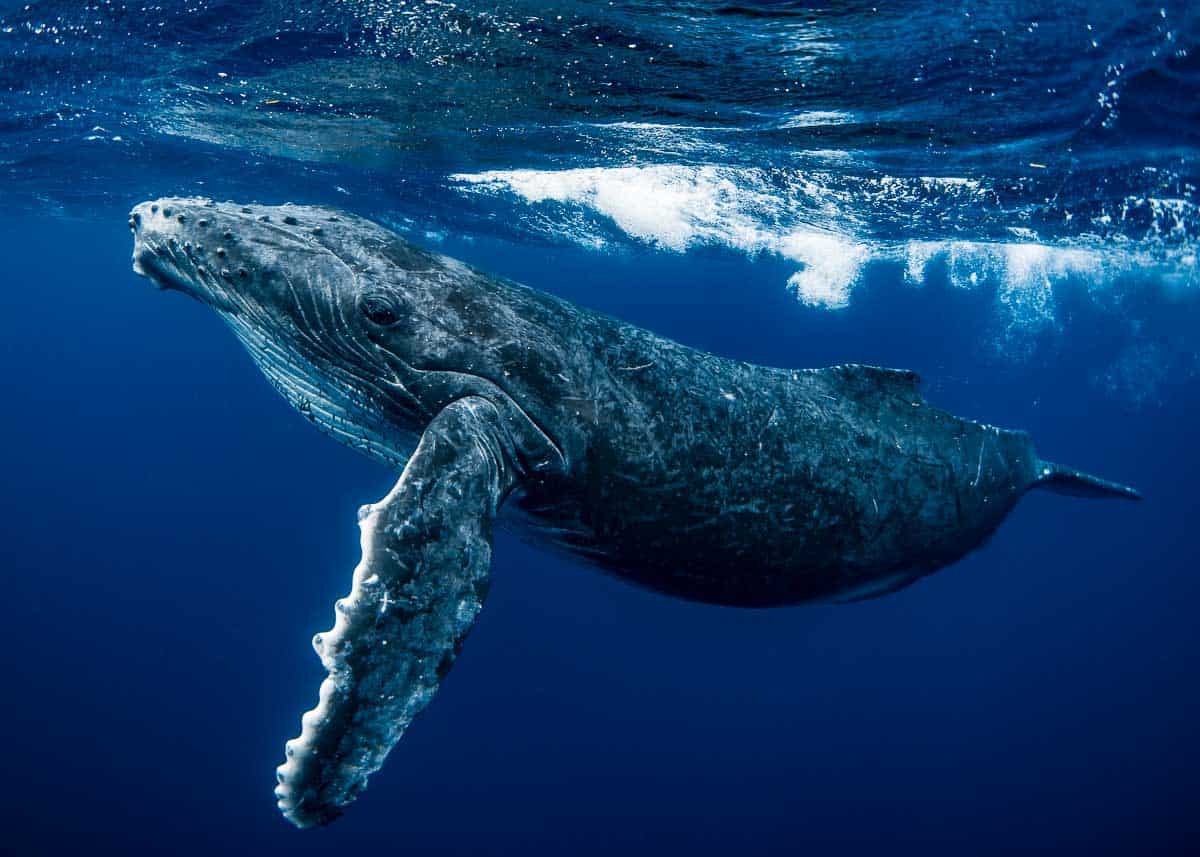 EXPERT GUIDE TO THE MOST INTERESTING MARINE MAMMALS ON THE PLANET