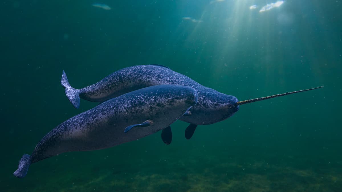 narwhals are the unicorns of the sea
