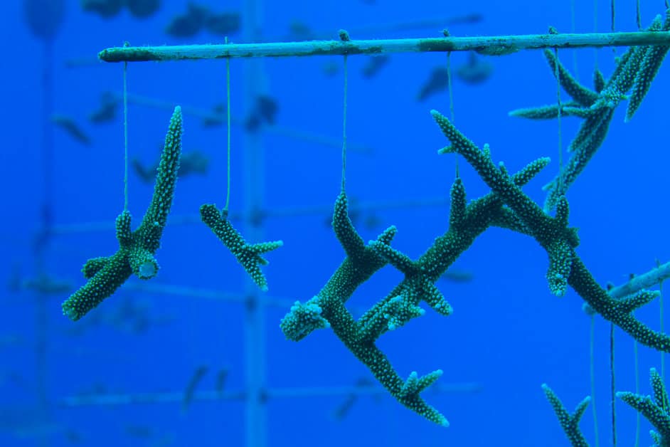 CAN CORAL FARMING SAVE OUR DYING REEFS?