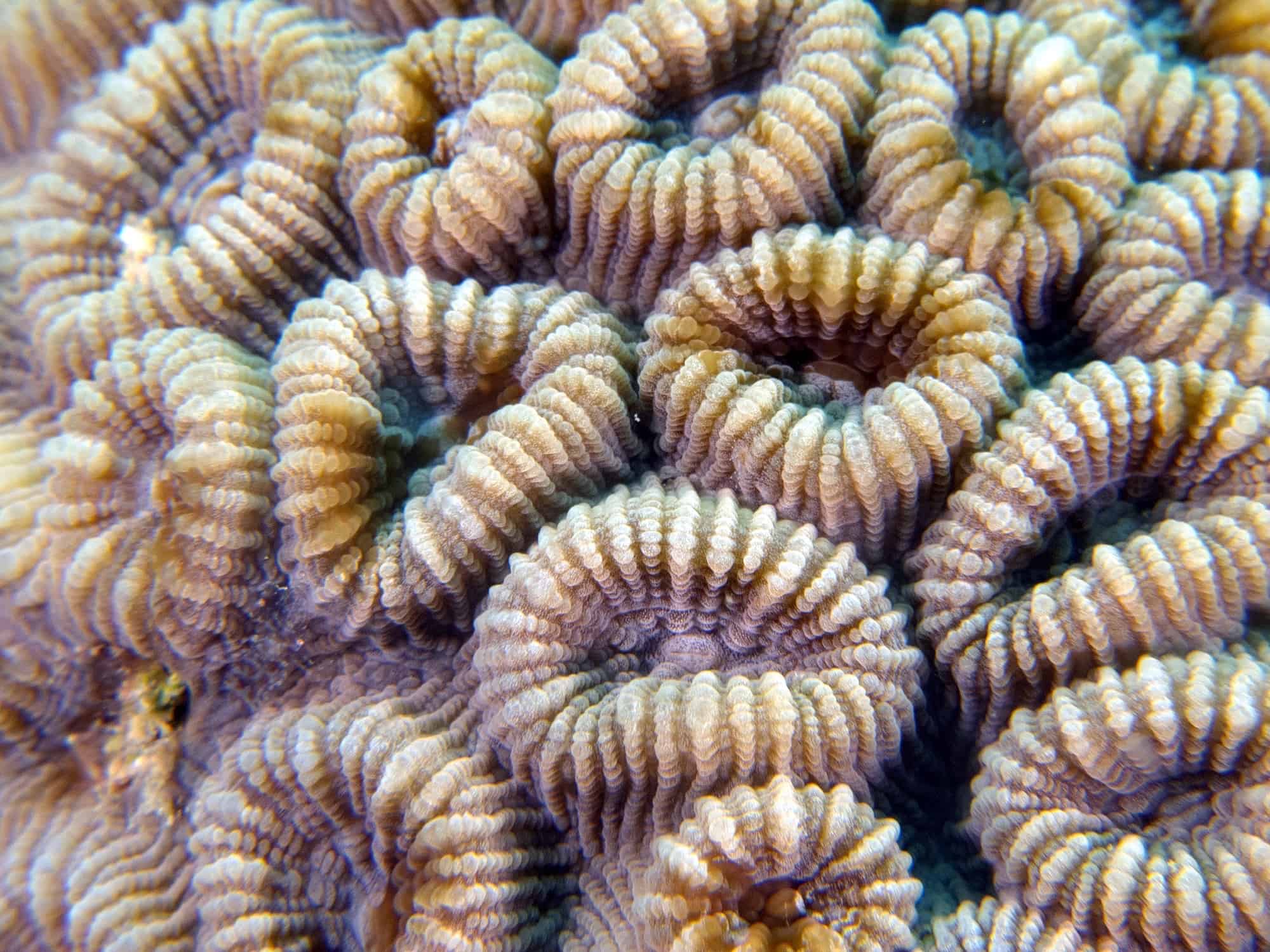 ring like corals