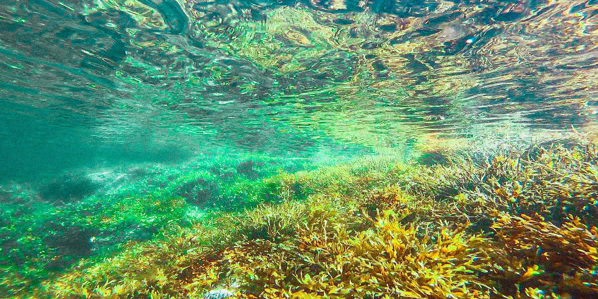 kelp underwater