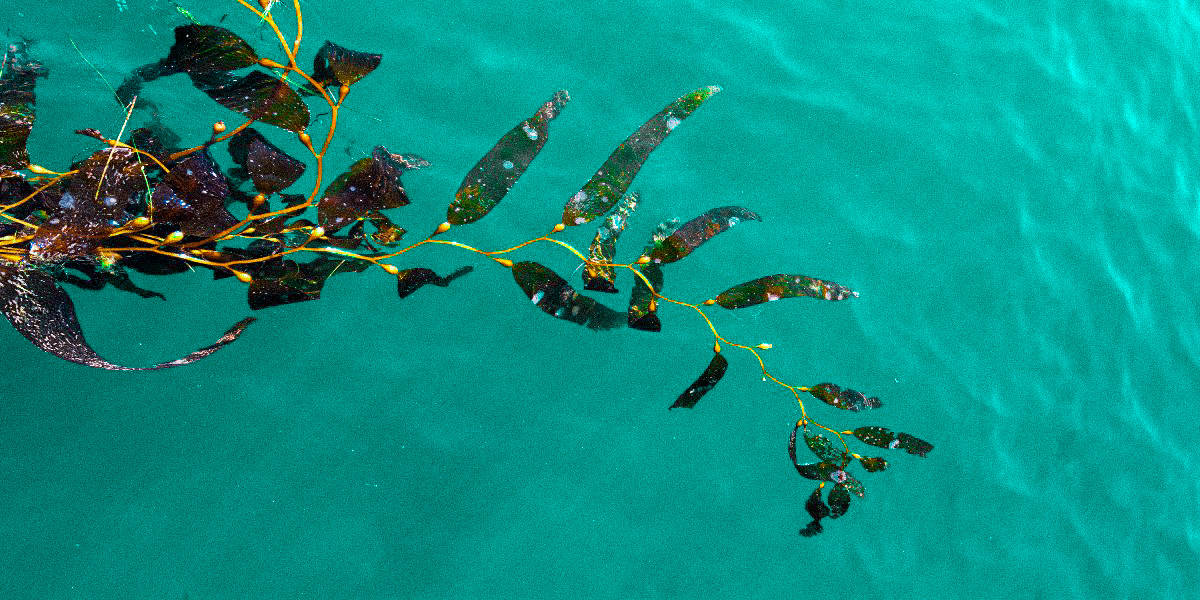 organic kelp