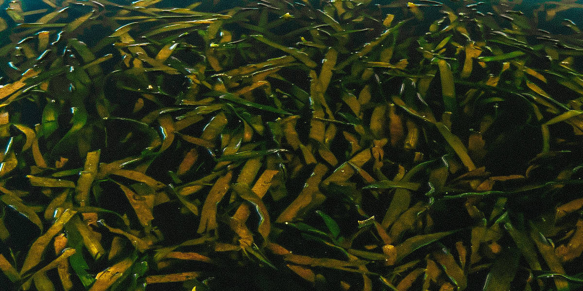 kelp farming